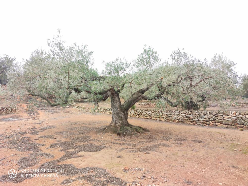  kaufen Landhaus Camarles Baix Ebre 7