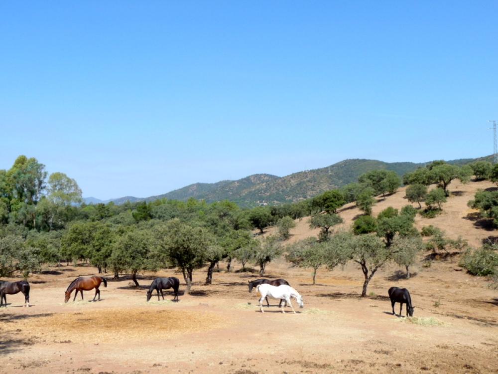  kaufen Landhaus Espiel Valle Del Guadiato 12