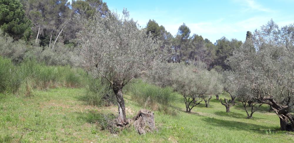  kaufen Landhaus Sant Andreu De La Barca Baix Llobregat 6