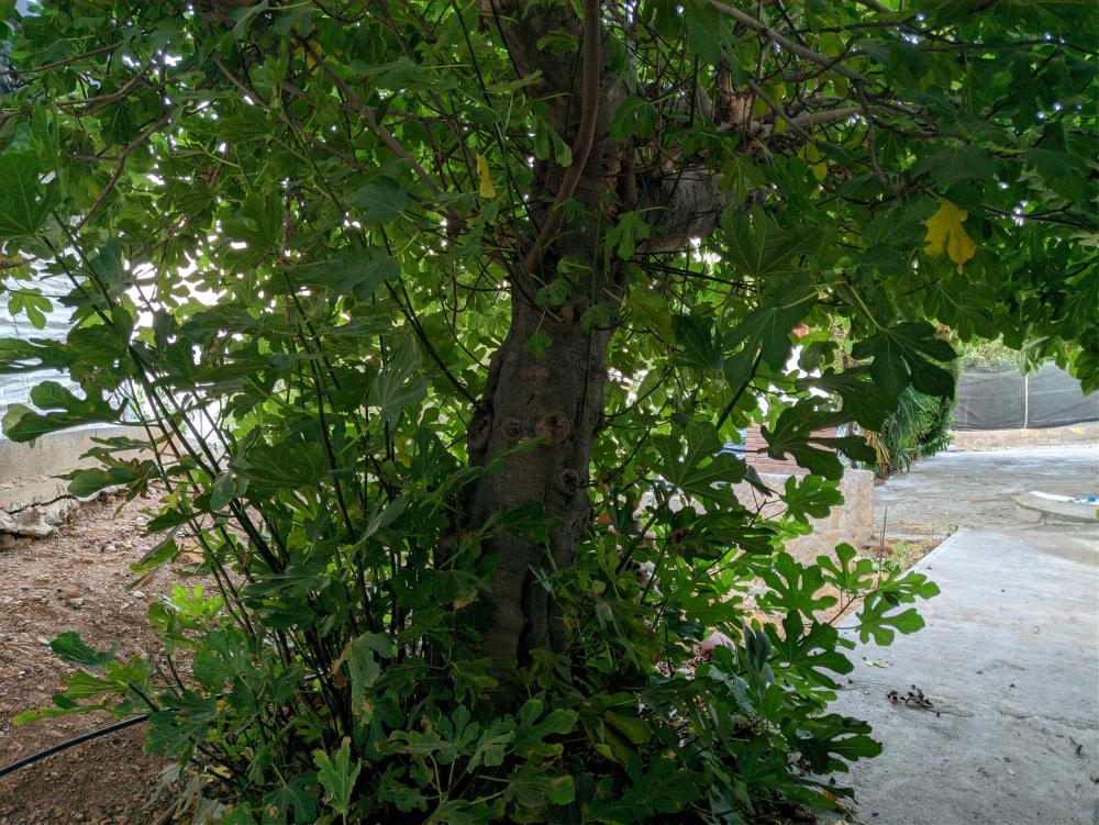  kaufen Grundstück Castell De Ferro Costa Tropical 15