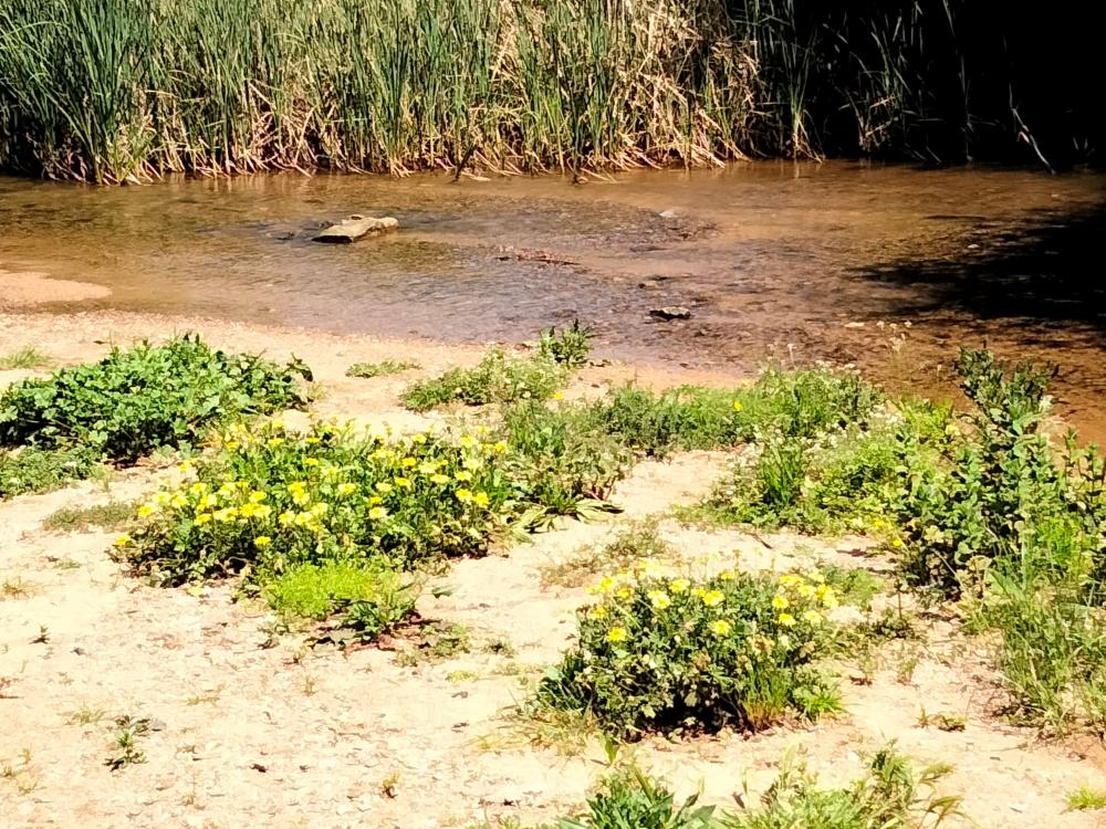  kaufen Gewerberaum Villanueva Del Río Y Minas Vega Del Guadalquivir 18