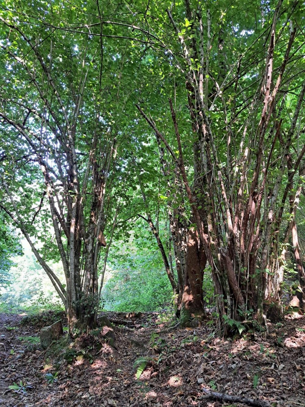  kaufen Landhaus Campo De Caso Nalón 30