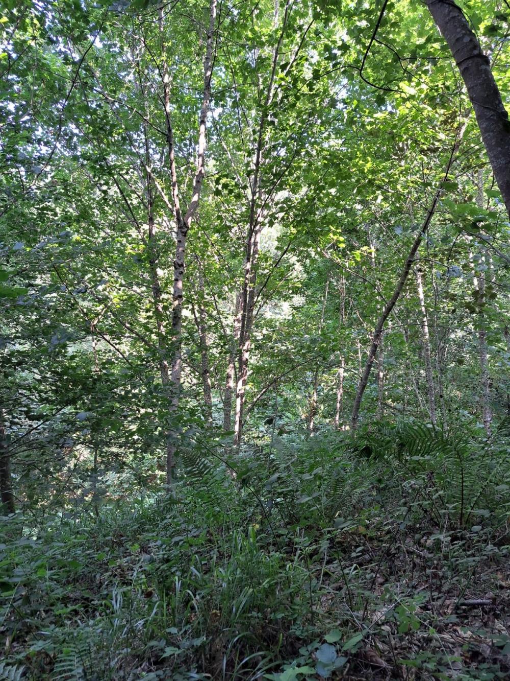  kaufen Landhaus Campo De Caso Nalón 23