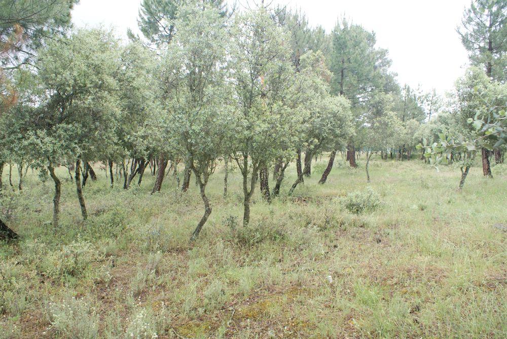  kaufen Grundstück Marugán Campiña Segoviana 8