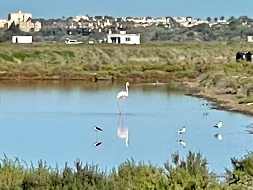  kaufen Reihenhaus Puerto Real Bahía De Cádiz 12