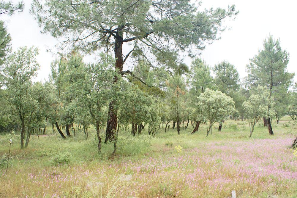  kaufen Grundstück Marugán Campiña Segoviana 6