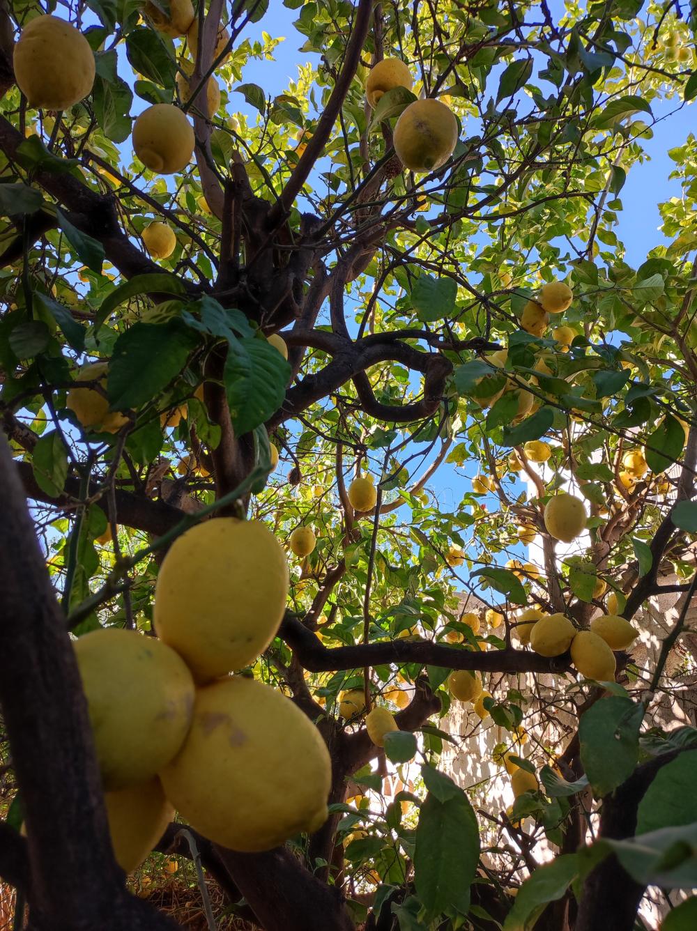  kaufen Reihenhaus Rincón De La Victoria Axarquía 35