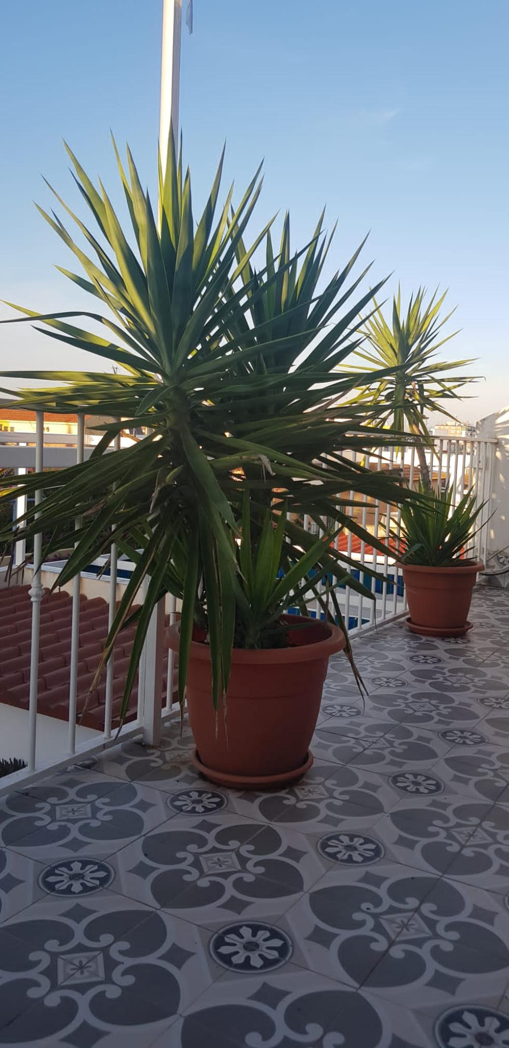  kaufen Reihenhaus Mairena Del Aljarafe Metropolitana De Sevilla 4