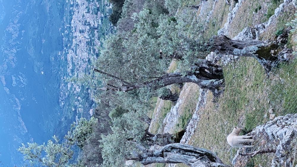 kaufen Landhaus Fornalutx Tramuntana 11