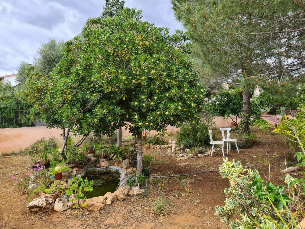  kaufen Villa Sa Ràpita Sud 16