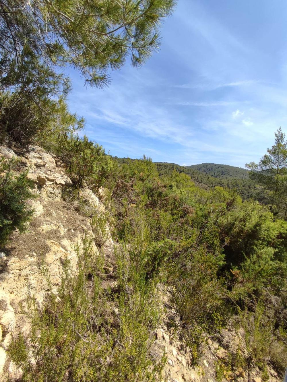  kaufen Grundstück Sant Carles De Peralta Santa Eulària Des Riu 4