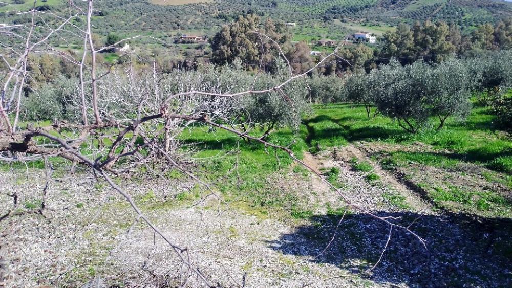  kaufen Villa Coín Valle Del Guadalhorce 18