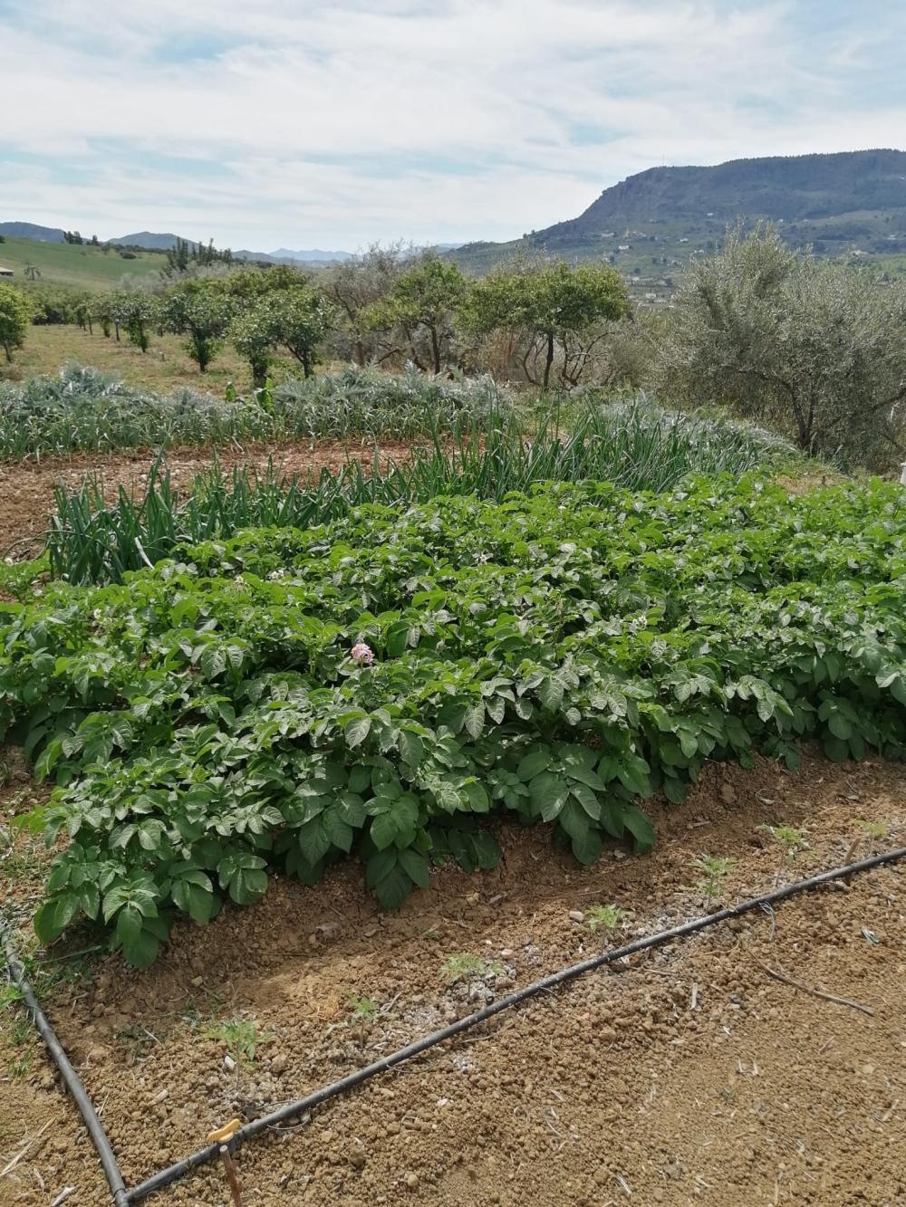  kaufen Haus Bermejo-Caracuel Valle Del Guadalhorce 38