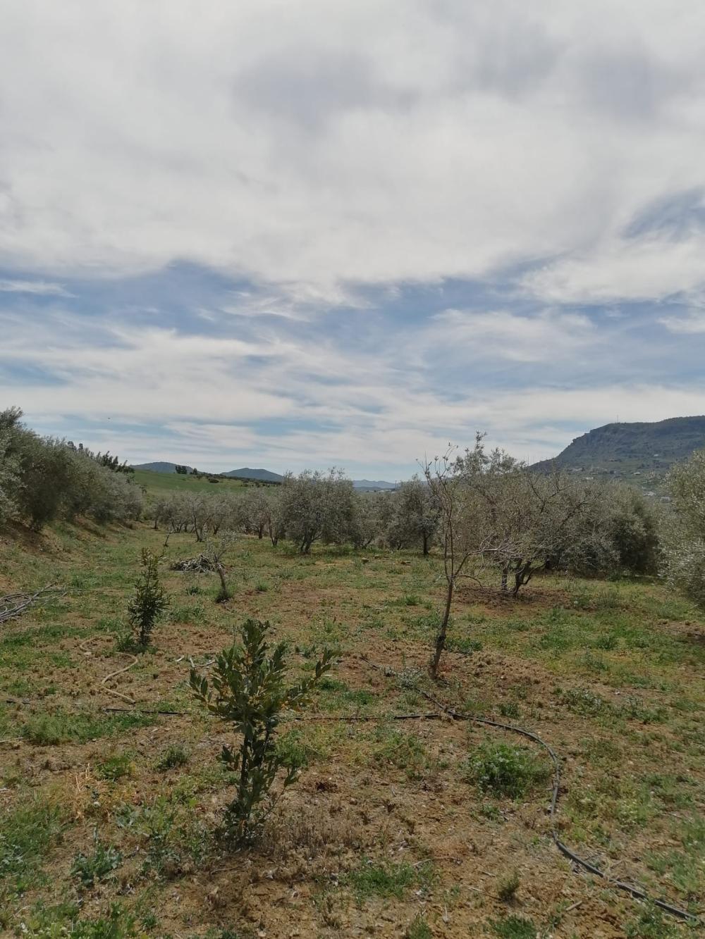  kaufen Haus Bermejo-Caracuel Valle Del Guadalhorce 33