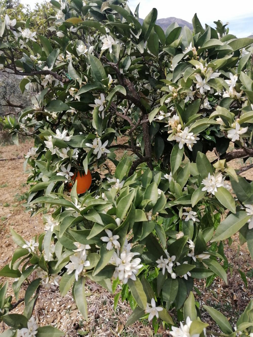  kaufen Haus Bermejo-Caracuel Valle Del Guadalhorce 35