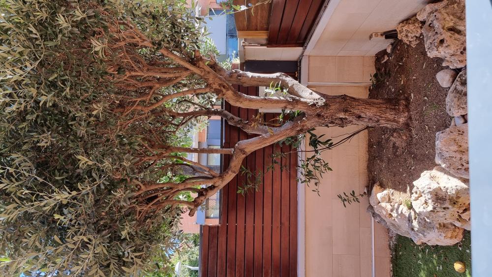  kaufen Haus Arenys De Mar Maresme 15