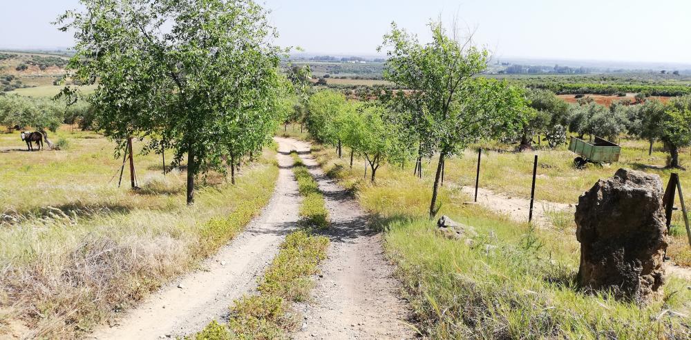  kaufen Landhaus Villanueva Del Río Y Minas Vega Del Guadalquivir 37