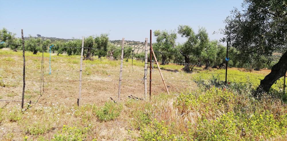  kaufen Landhaus Villanueva Del Río Y Minas Vega Del Guadalquivir 36