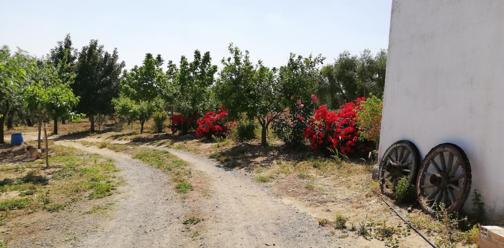  kaufen Landhaus Villanueva Del Río Y Minas Vega Del Guadalquivir 34