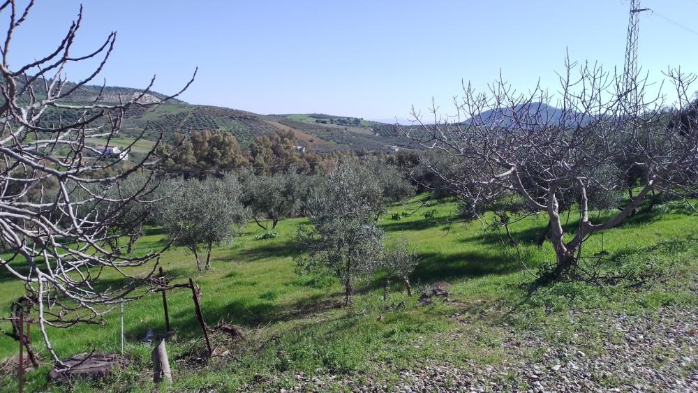  kaufen Landhaus Monda Sierra De Las Nieves 47