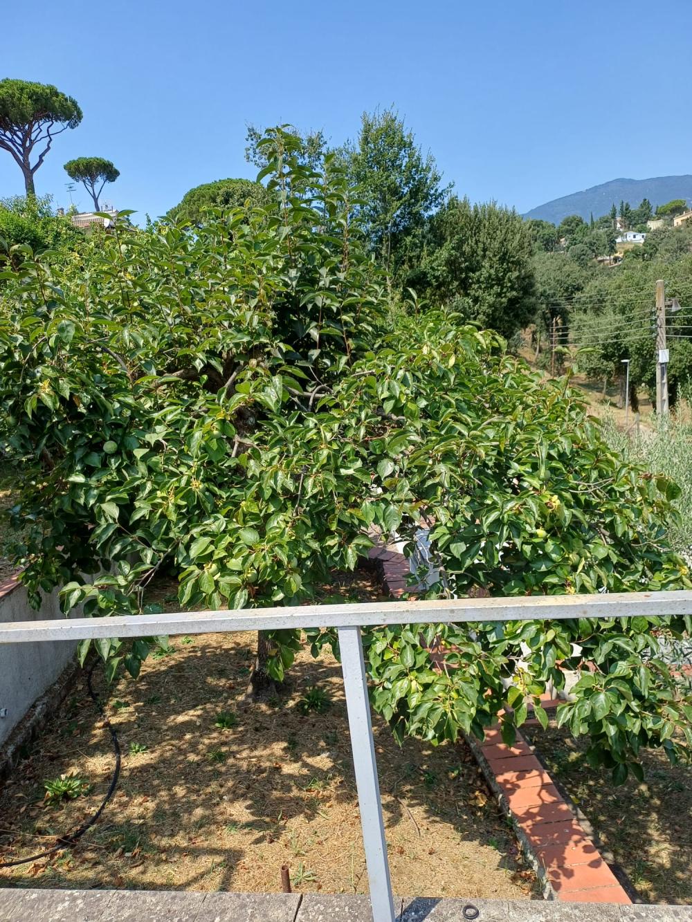  kaufen Haus Riells I Viabrea Selva 9