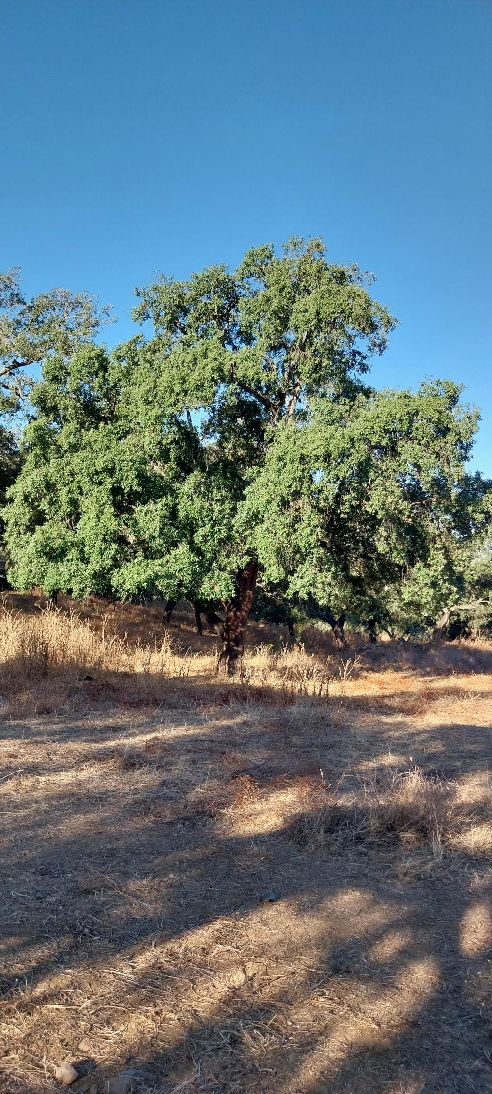  kaufen Landhaus Valdezufre Sierra De Huelva 5