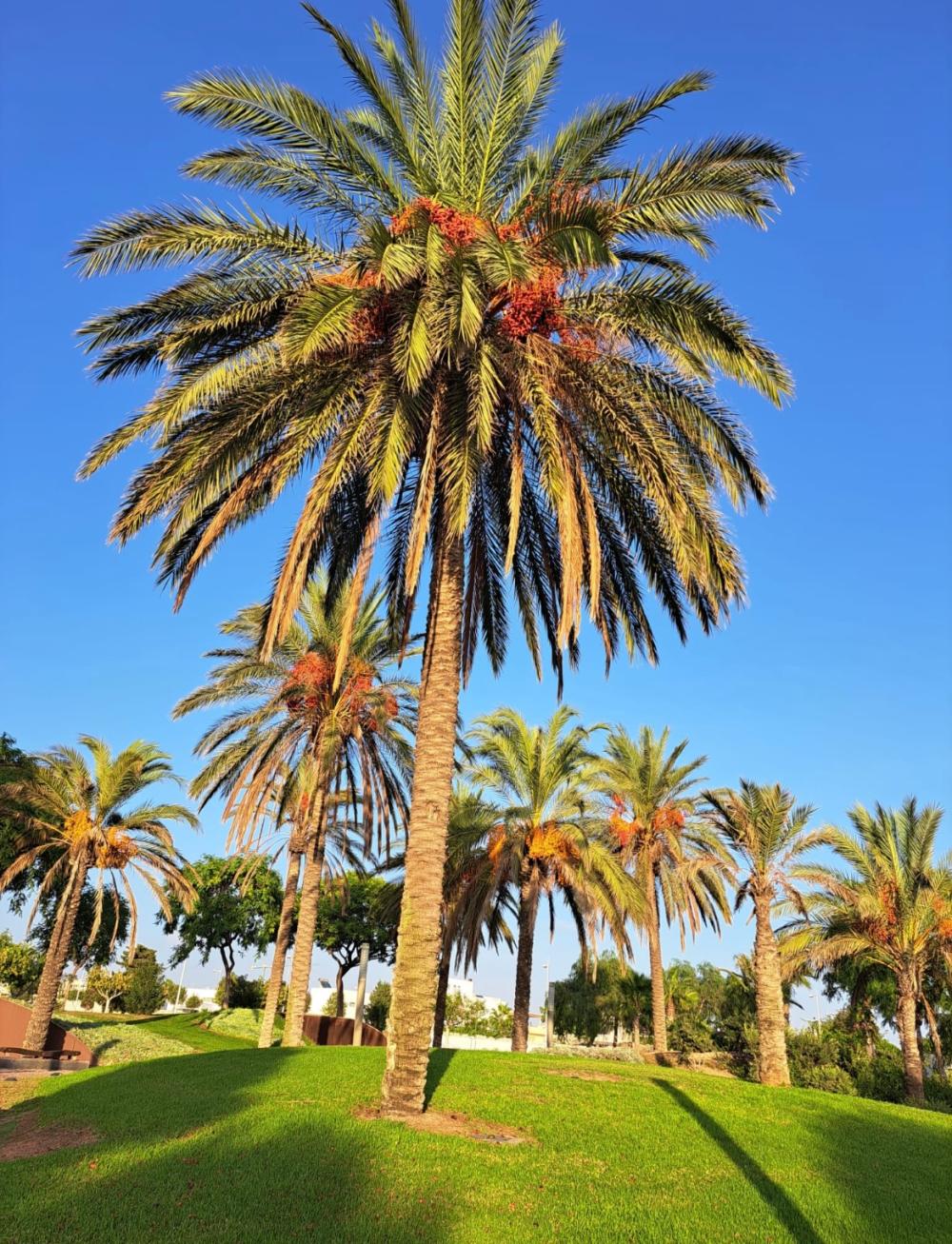  kaufen Villa Retamar Comarca Metropolitana De Almería 31