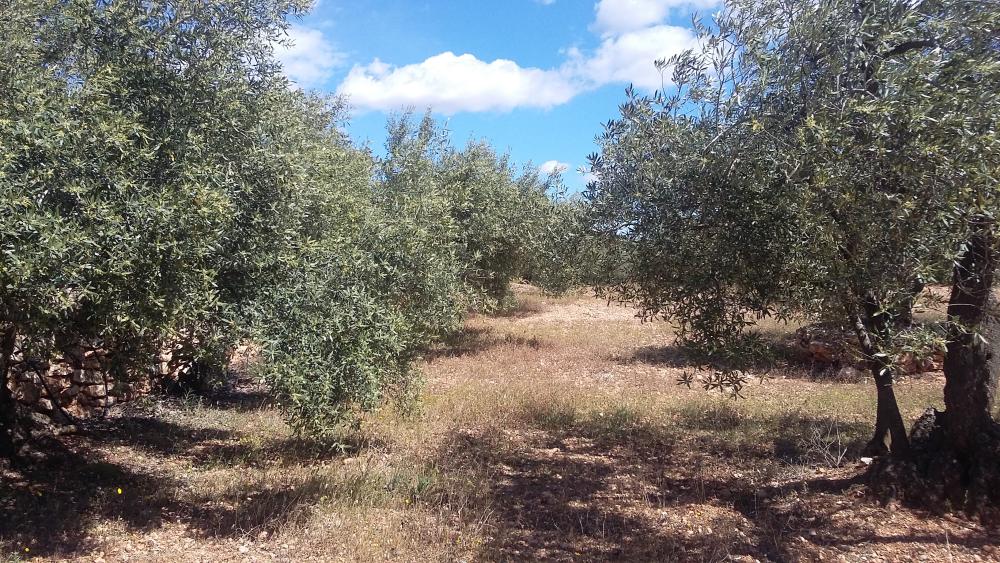  kaufen Landhaus L'ampolla Baix Ebre 4