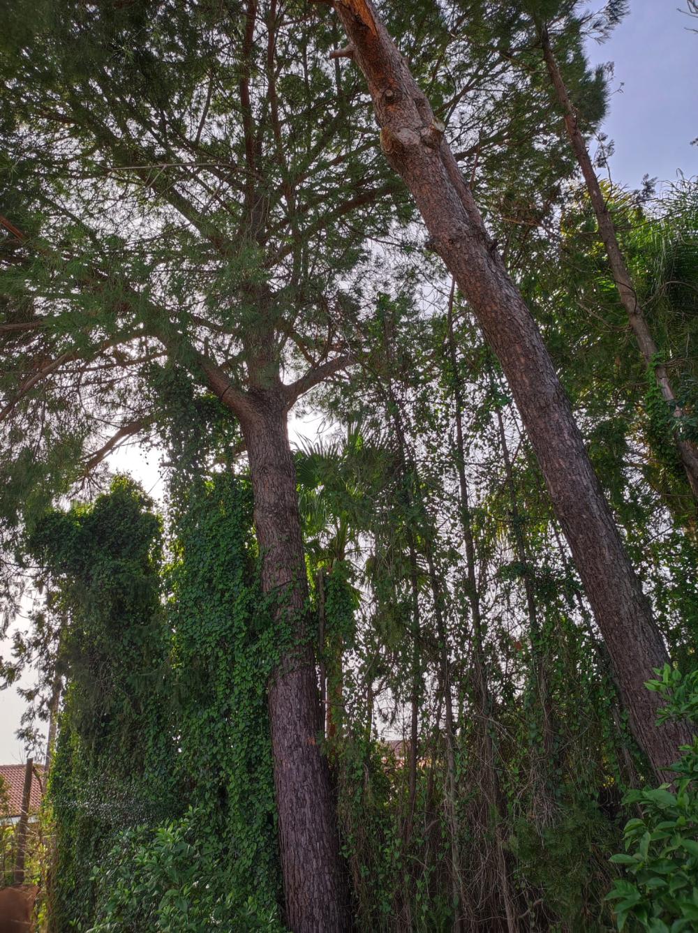  kaufen Villa Alcalá De Guadaira Metropolitana De Sevilla 2