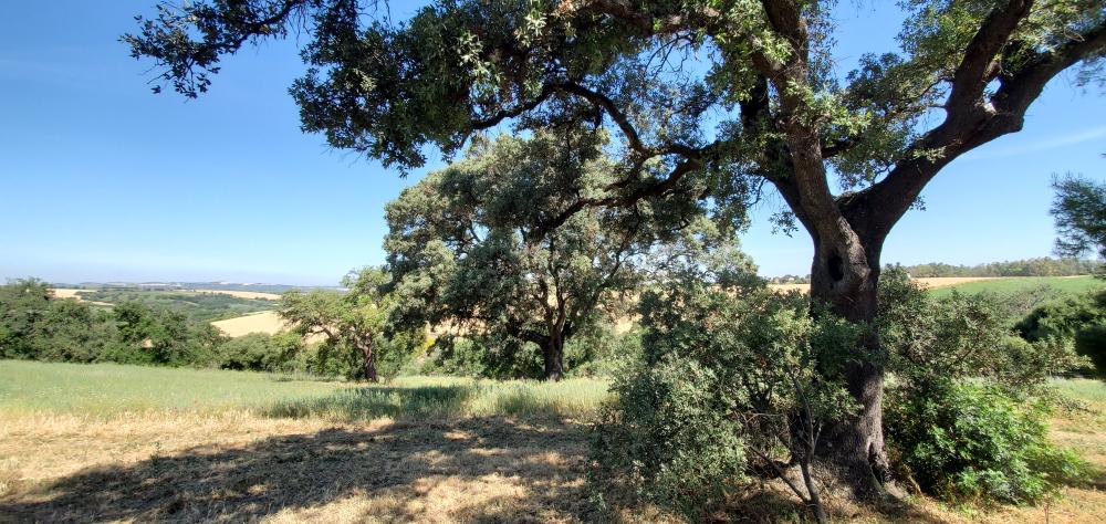  kaufen Landhaus Arcos De La Frontera Sierra De Cádiz 42
