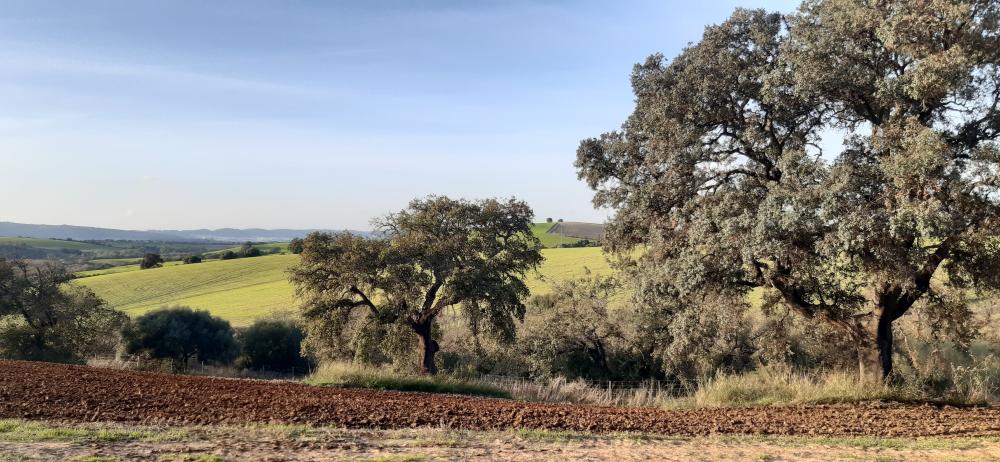  kaufen Landhaus Arcos De La Frontera Sierra De Cádiz 47