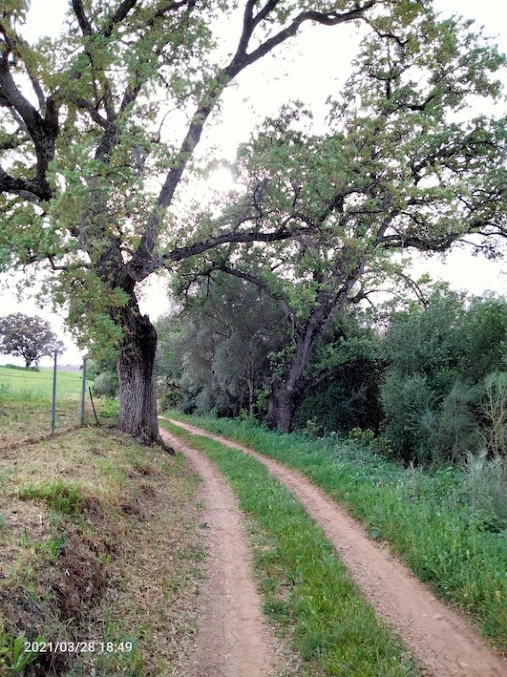  kaufen Landhaus Arcos De La Frontera Sierra De Cádiz 38