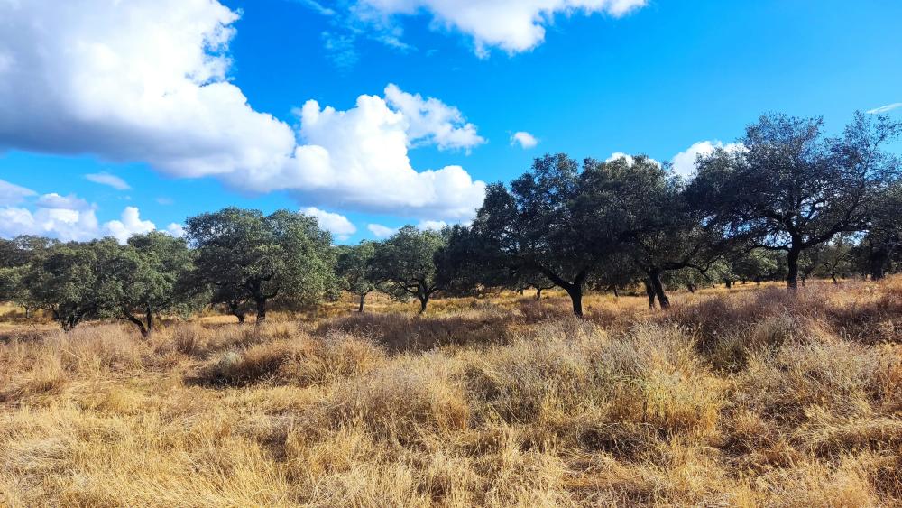  kaufen Landhaus Santa Olalla Del Cala Sierra De Huelva 11