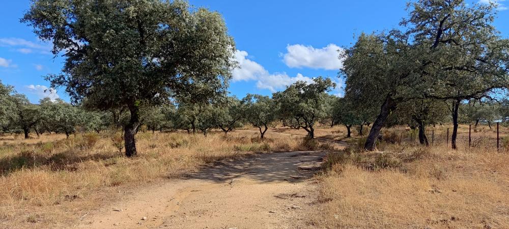  kaufen Landhaus Santa Olalla Del Cala Sierra De Huelva 4