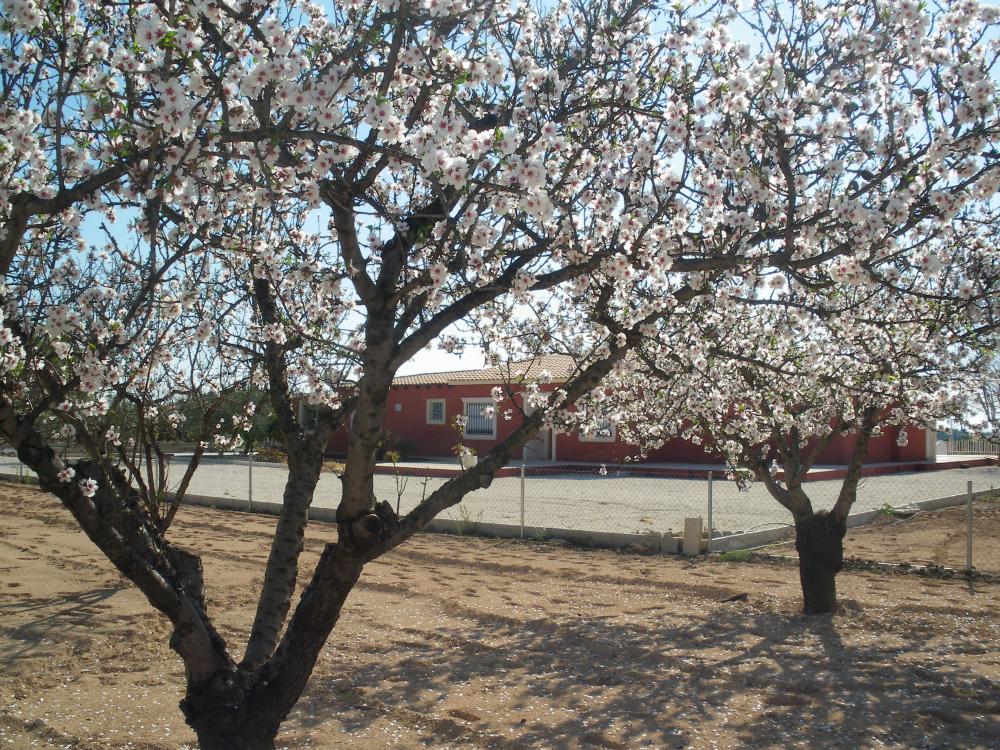  kaufen Villa Pla De Sant Josep Baix Vinalopó 16