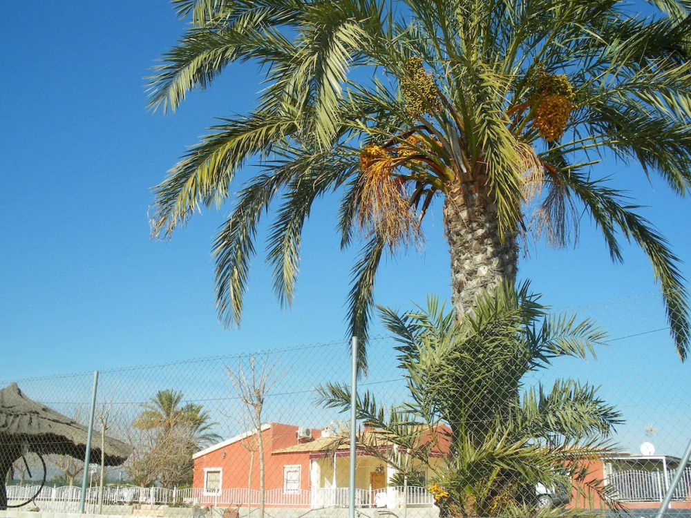  kaufen Villa Pla De Sant Josep Baix Vinalopó 10