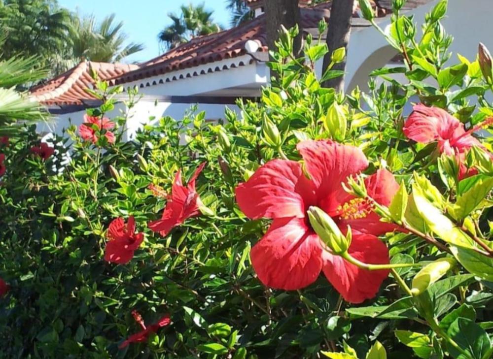  kaufen Doppelhaushälfte Maspalomas Área Sur 26