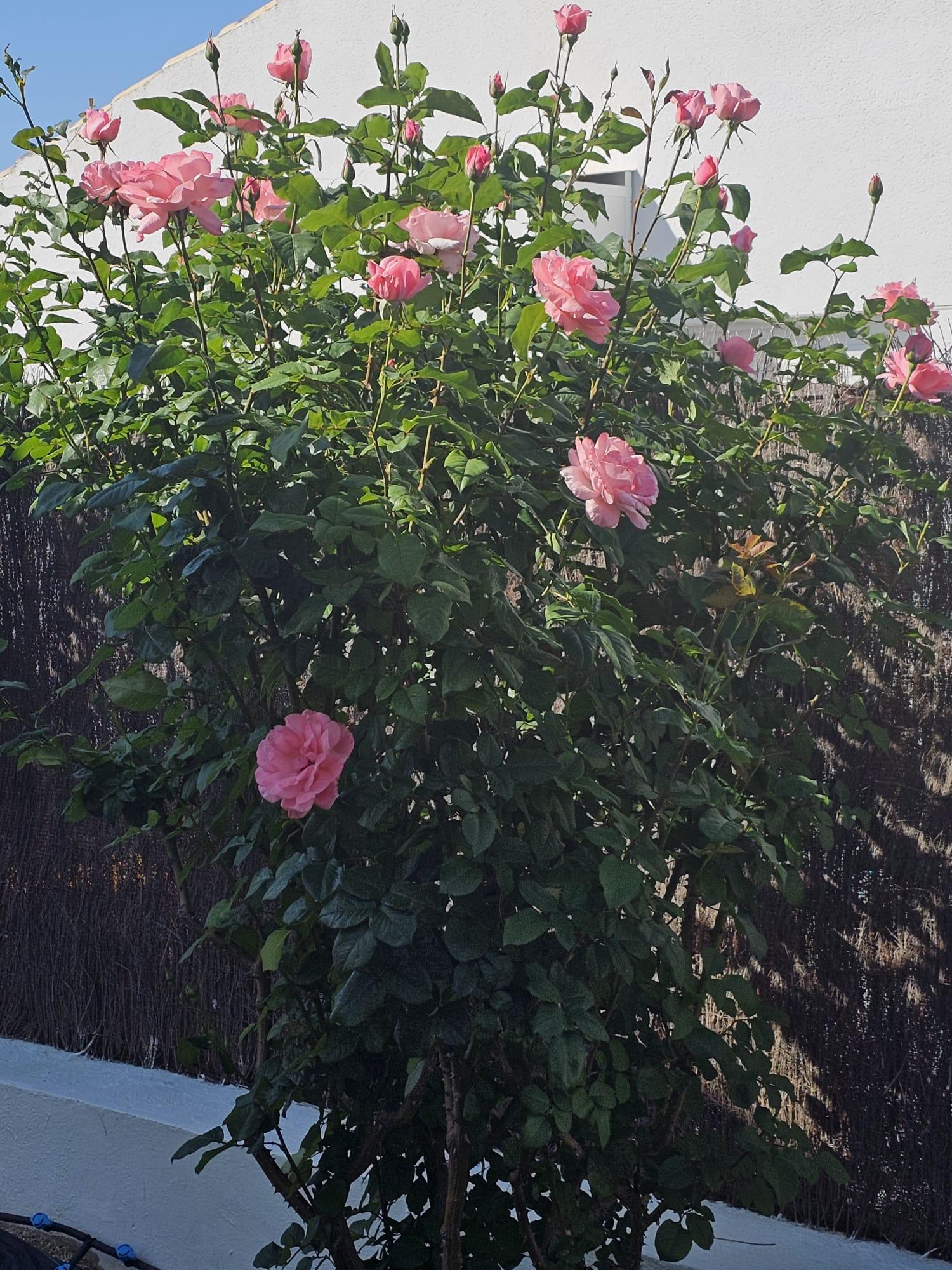  kaufen Haus Calasparra Noroeste 20