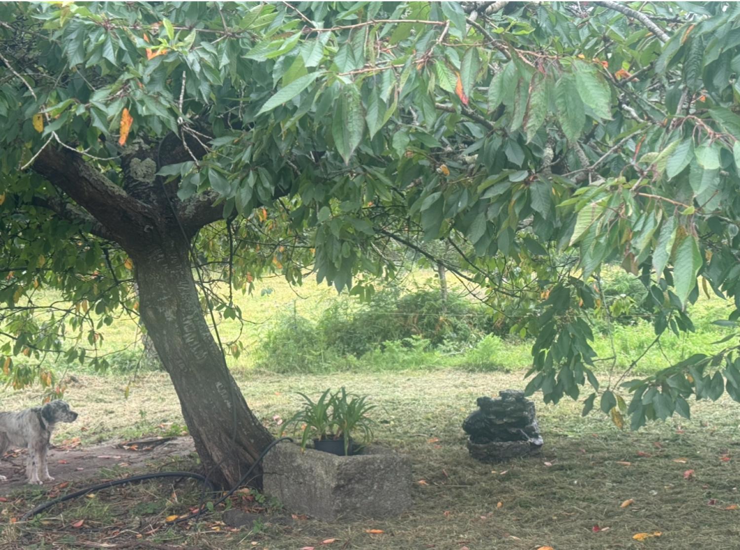  kaufen Haus Mondoñedo Mariña Central 38