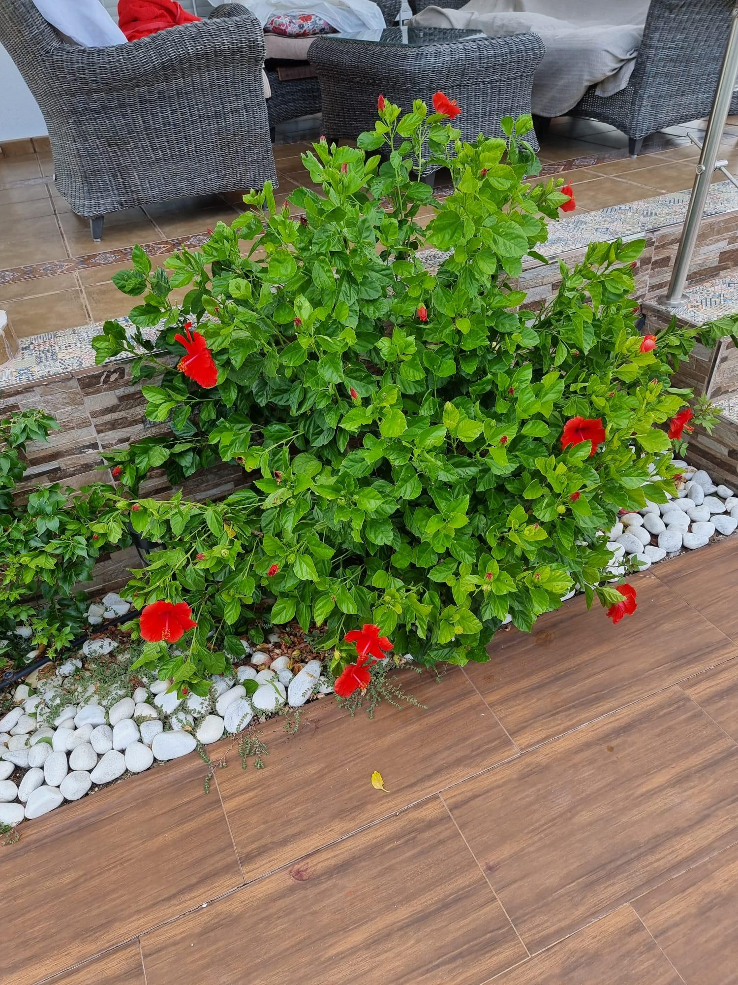  kaufen Haus Calasparra Noroeste 19