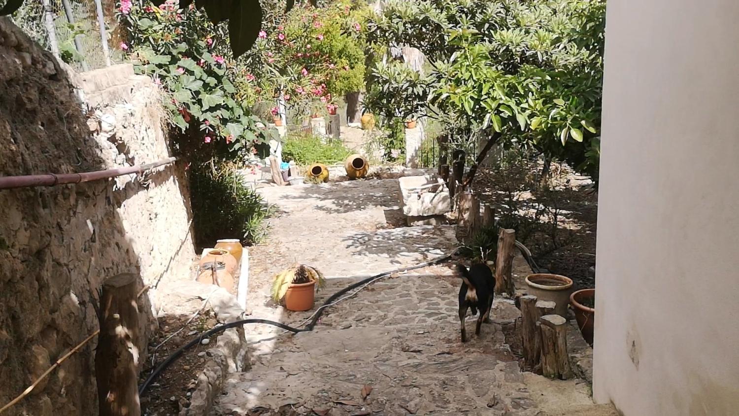  kaufen Haus Campanet Raiguer 14