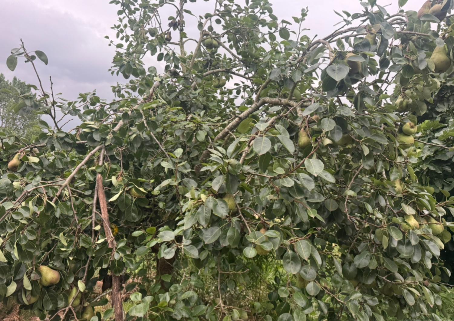  kaufen Haus Mondoñedo Mariña Central 41