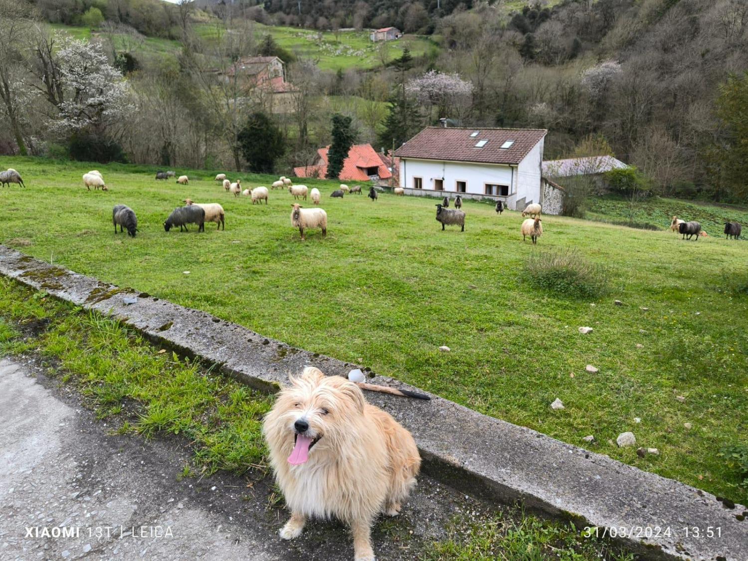  kaufen Reihenhaus Arangas Oriente 48