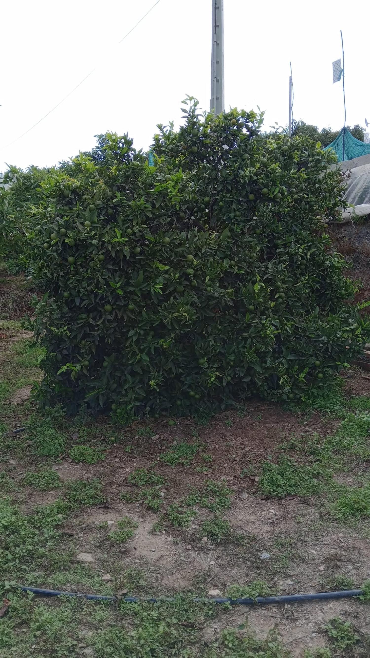  kaufen Reihenhaus Puntalón Costa Tropical 12