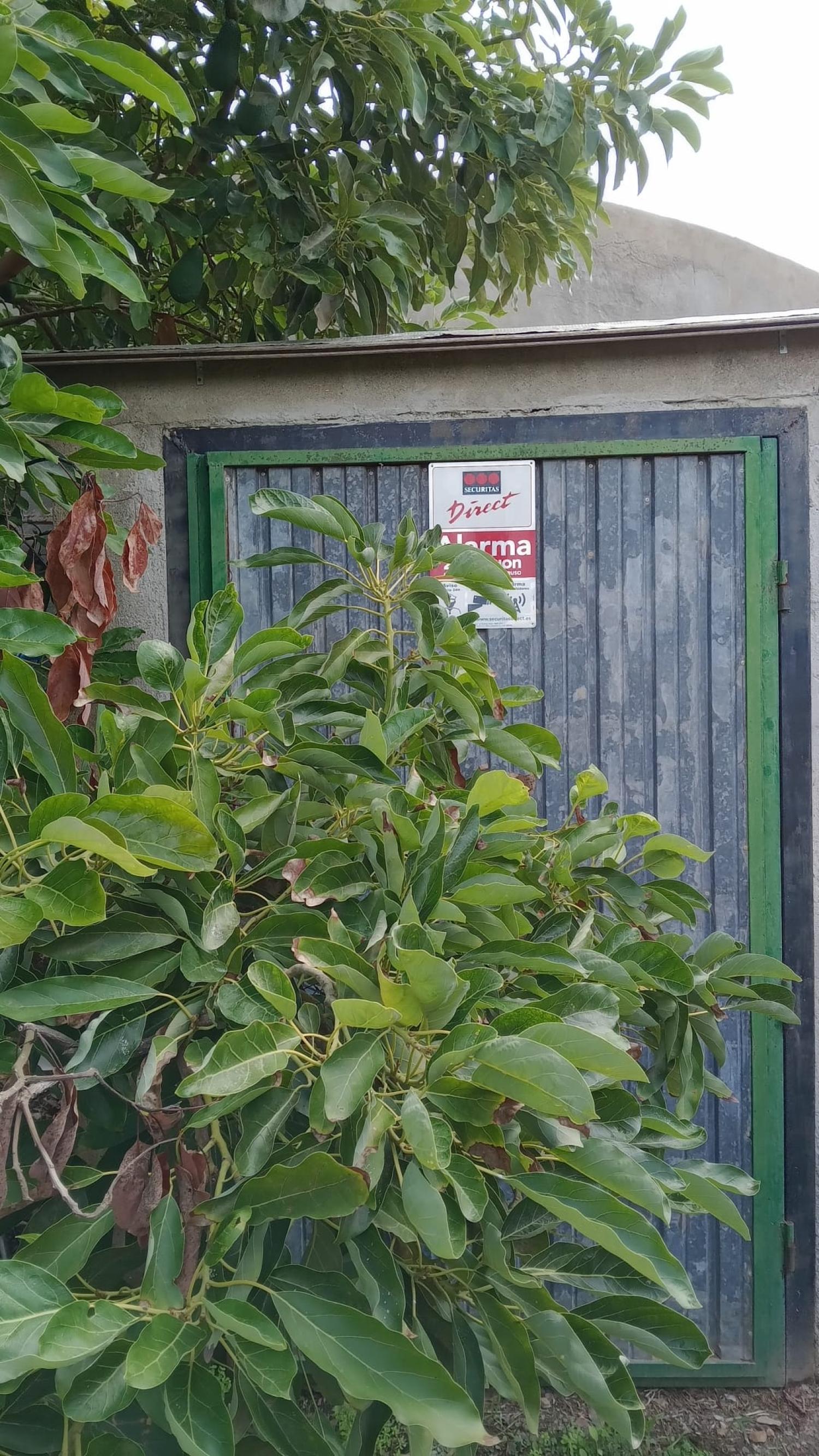  kaufen Reihenhaus Puntalón Costa Tropical 11