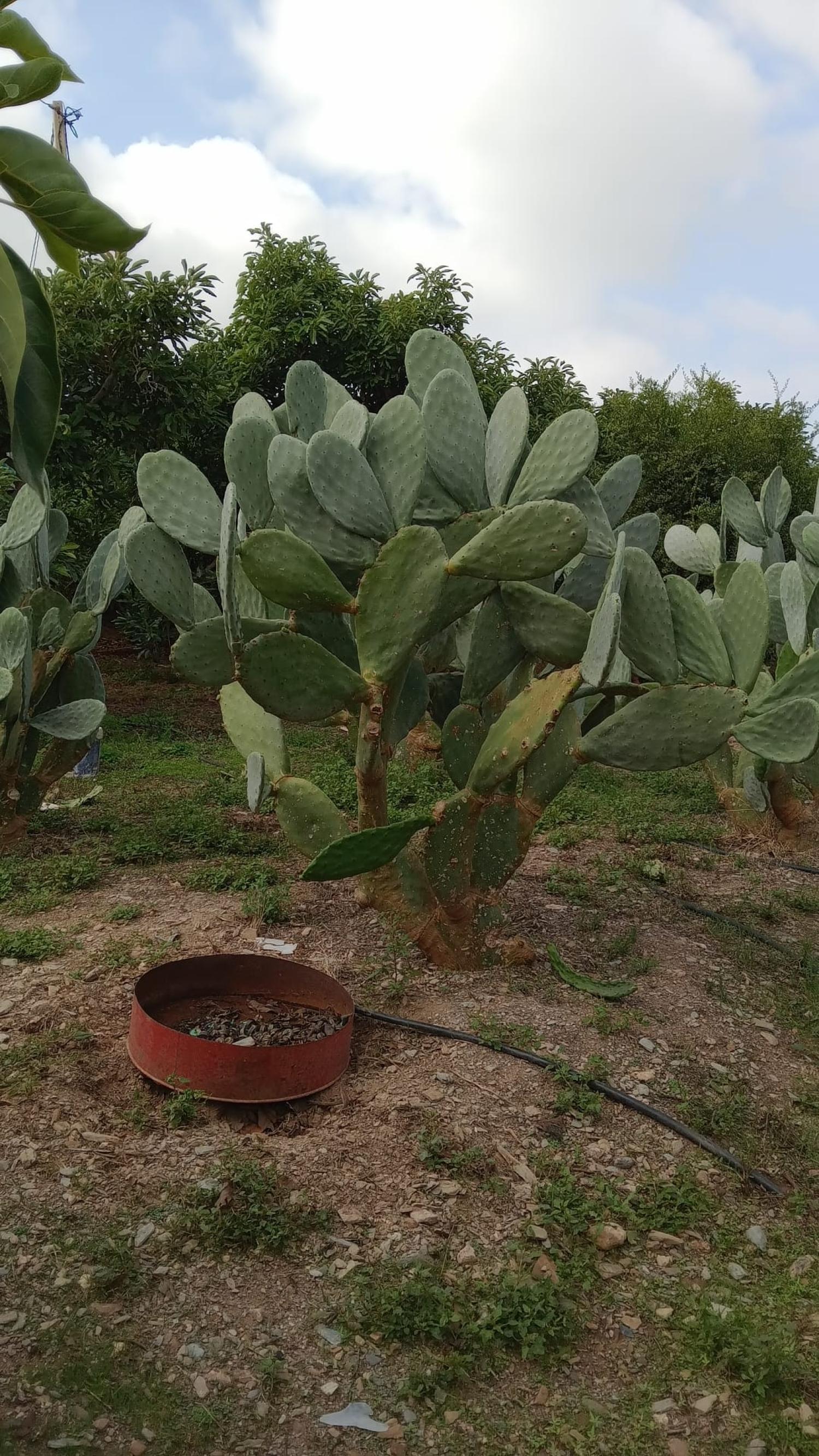  kaufen Reihenhaus Puntalón Costa Tropical 10