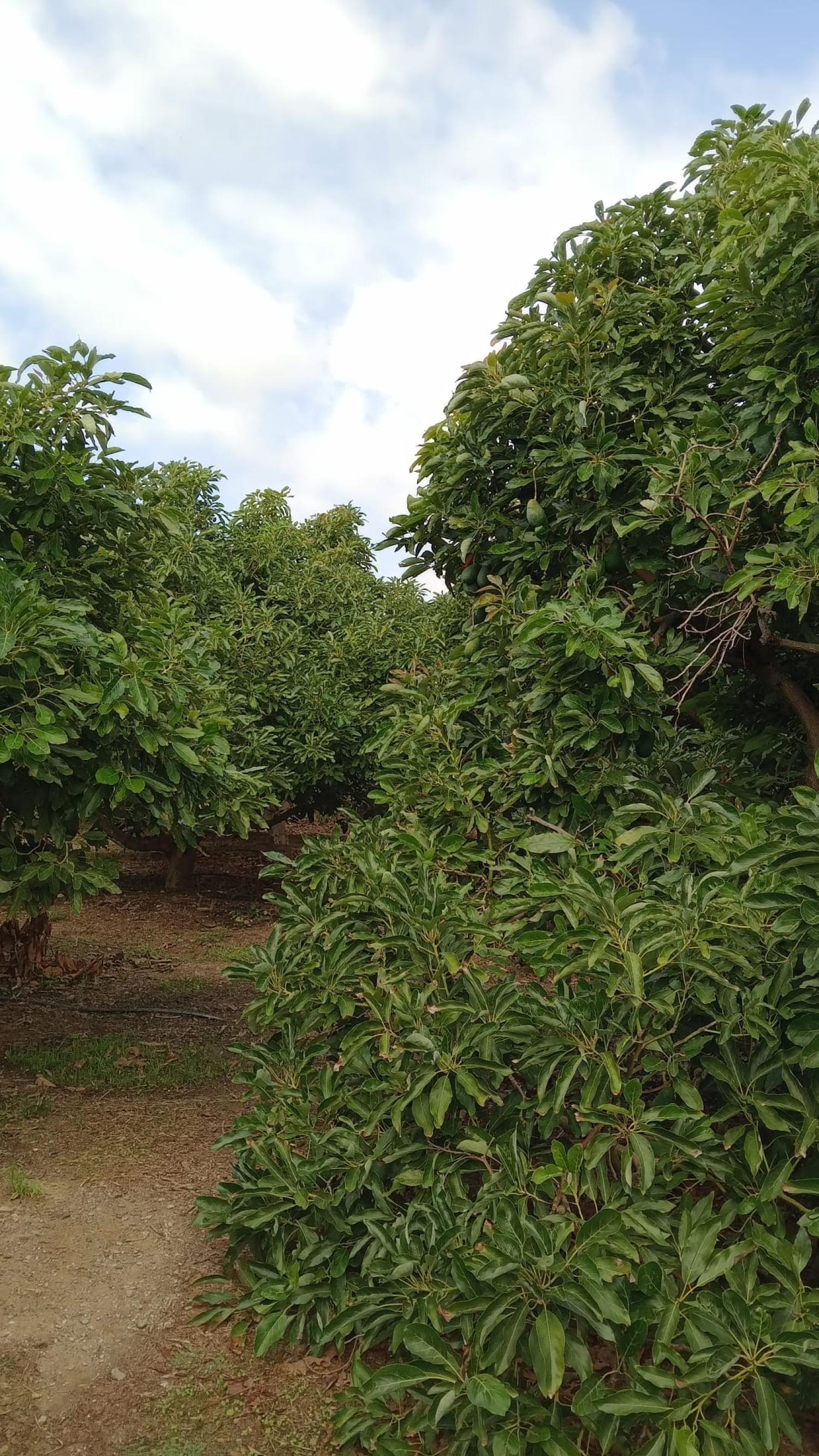  kaufen Reihenhaus Puntalón Costa Tropical 13