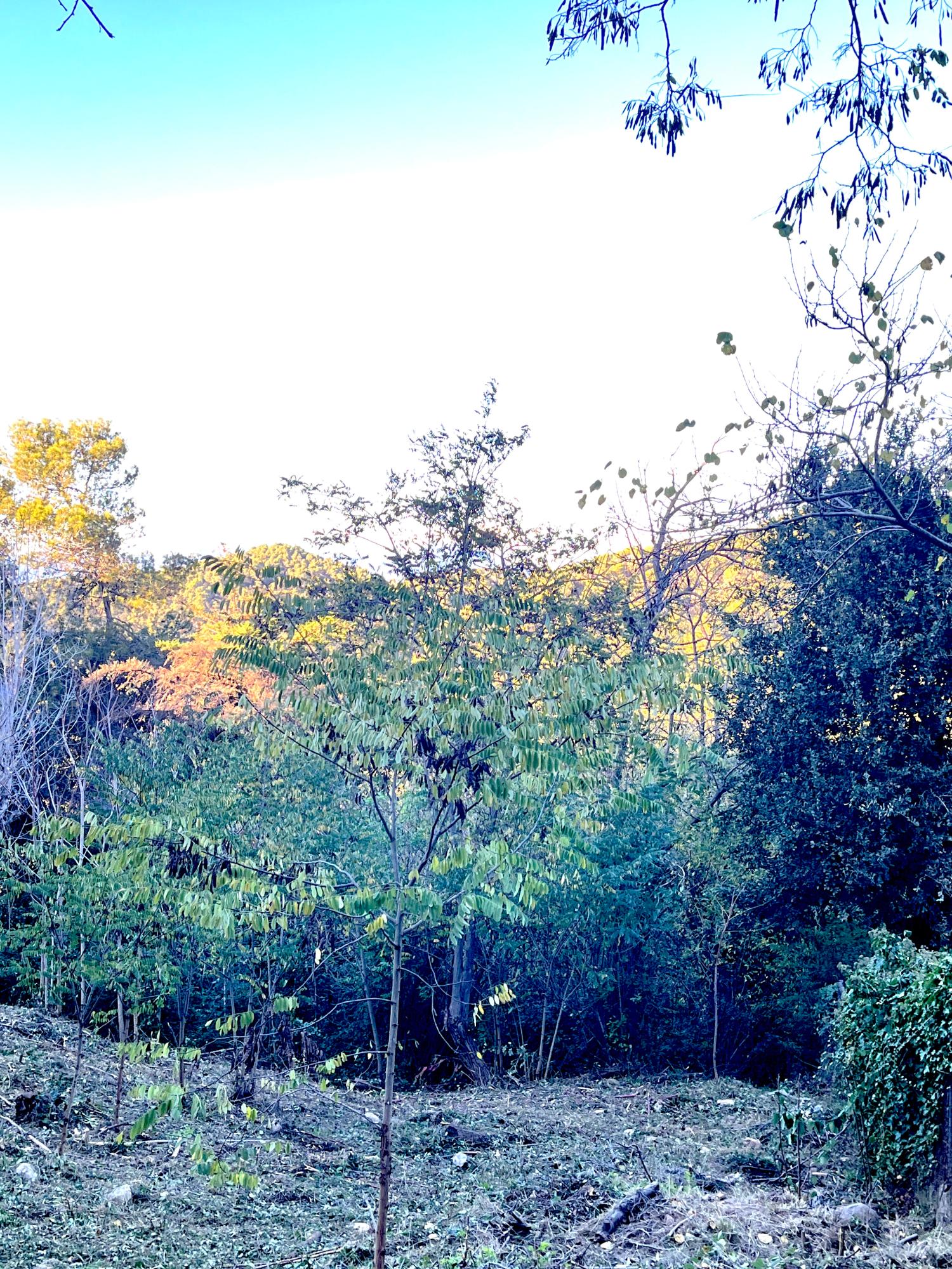  kaufen Grundstück Les Planes Vallès Occidental 8