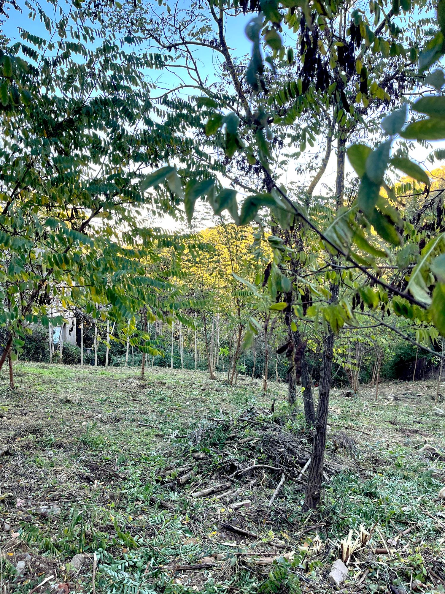  kaufen Grundstück Les Planes Vallès Occidental 5