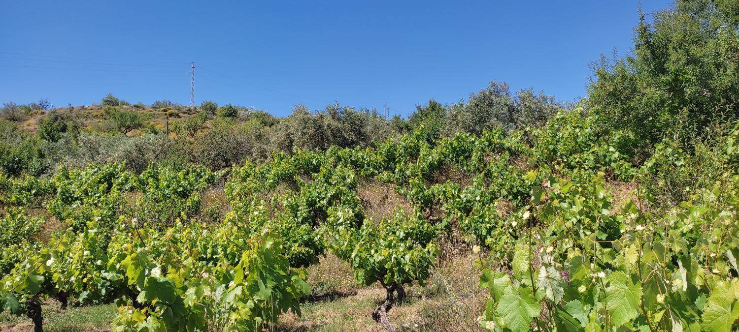  kaufen Landhaus Lubrín Levante Almeriense 5